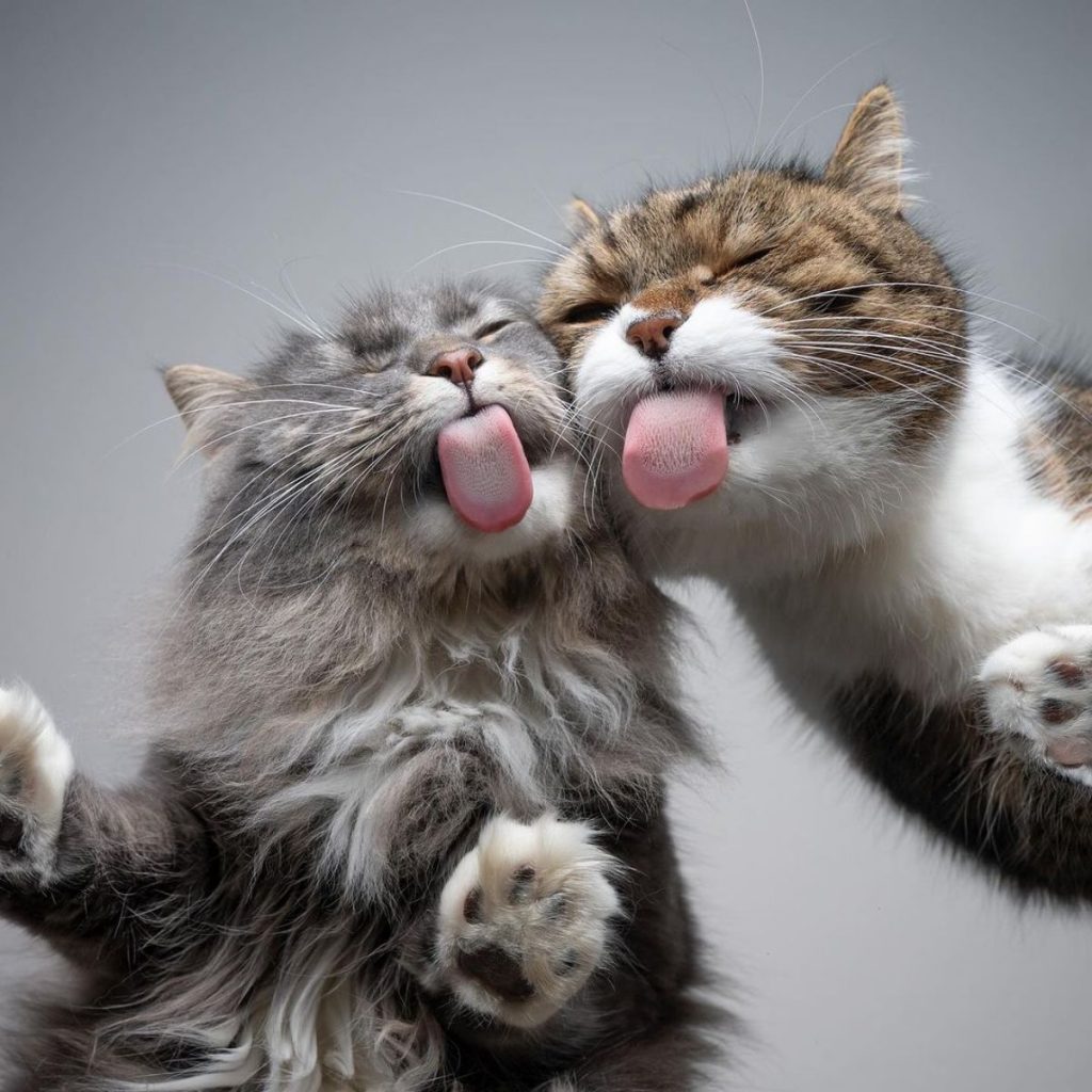 two cats licking glass