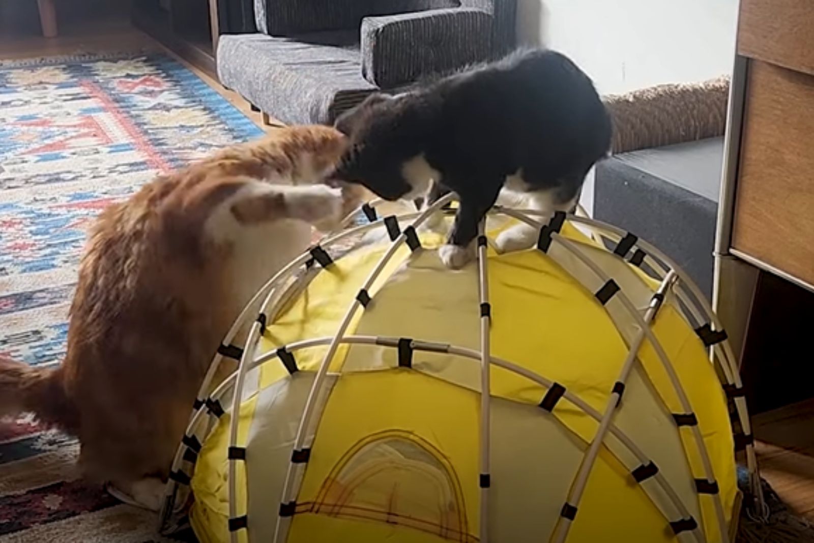 two cats playing indoors