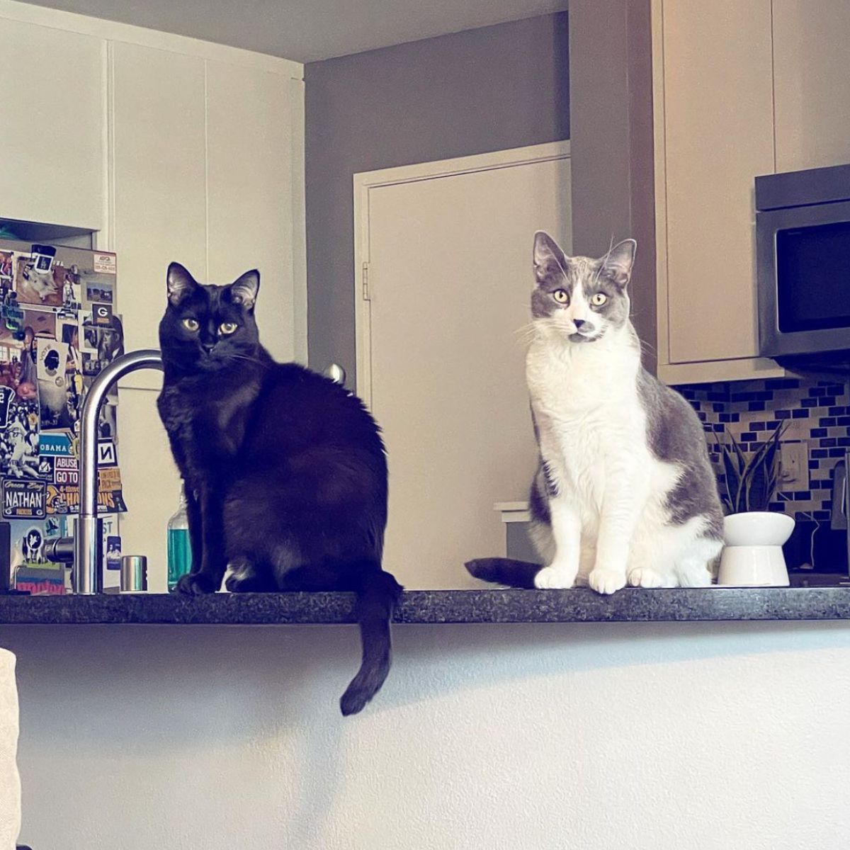 two cats sitting on counter
