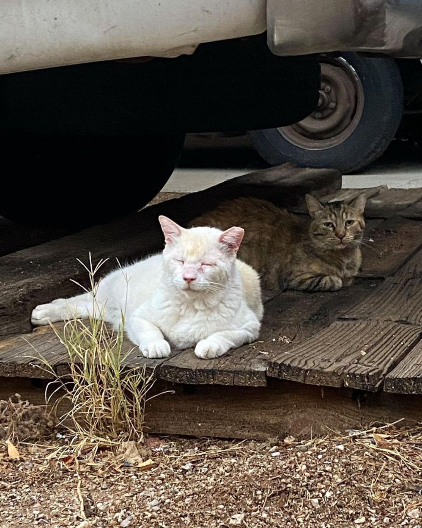 two feral cats lying next to each other