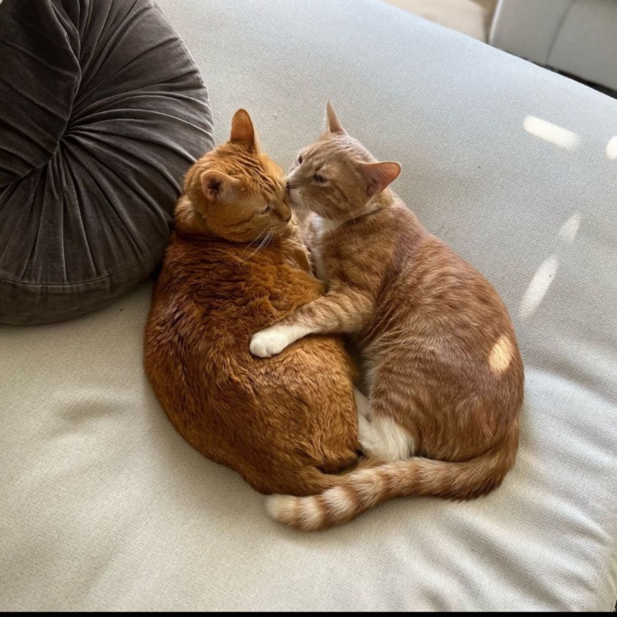 two ginger cats kissing