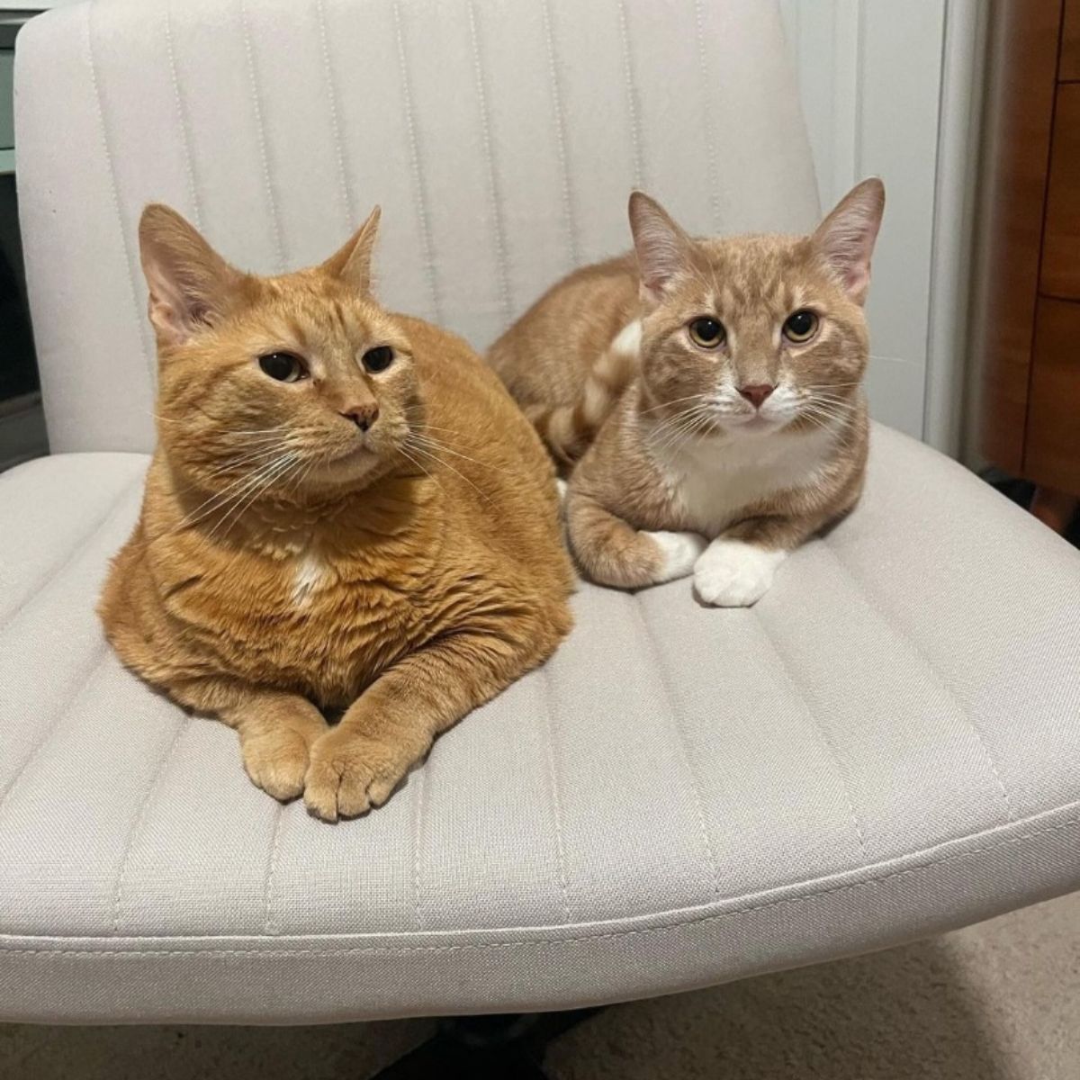 two ginger cats laying