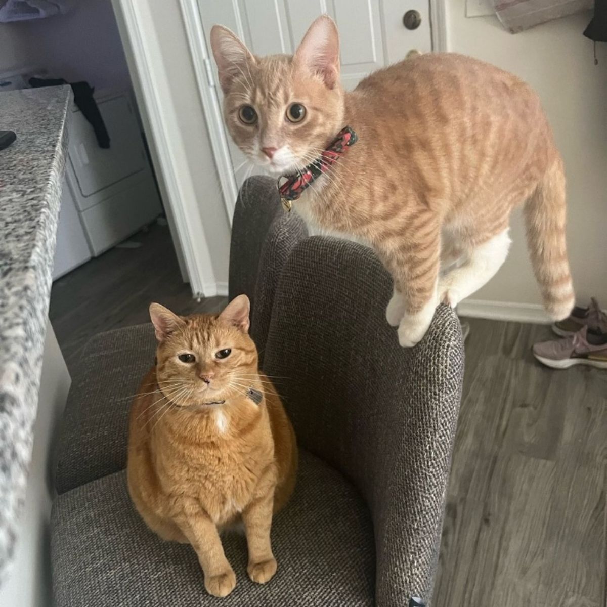 two ginger cats
