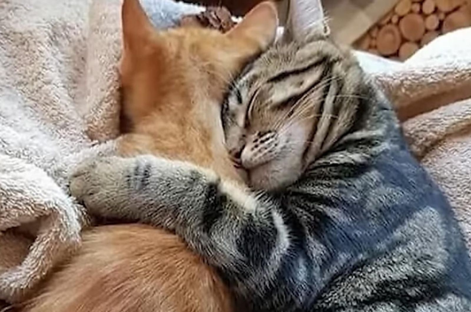 two shelter cats lying together