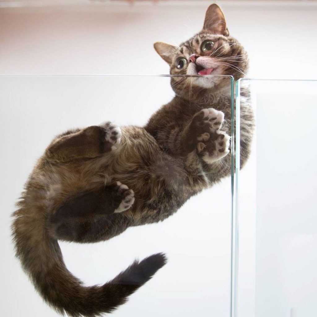 unique kitty on glass