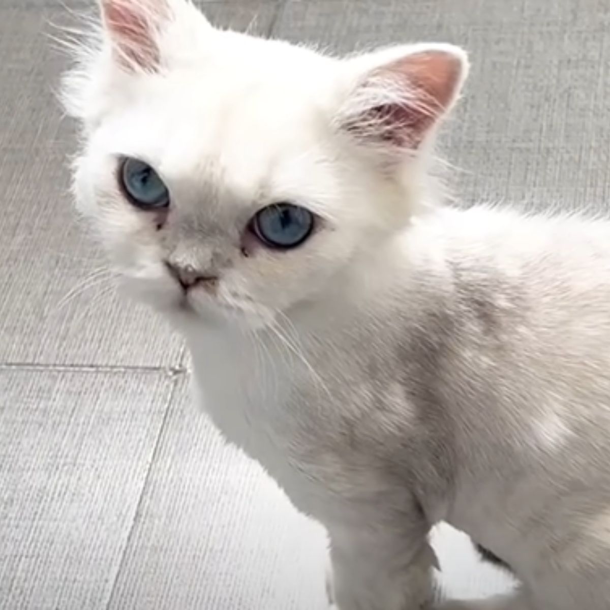 very adorable white kitten