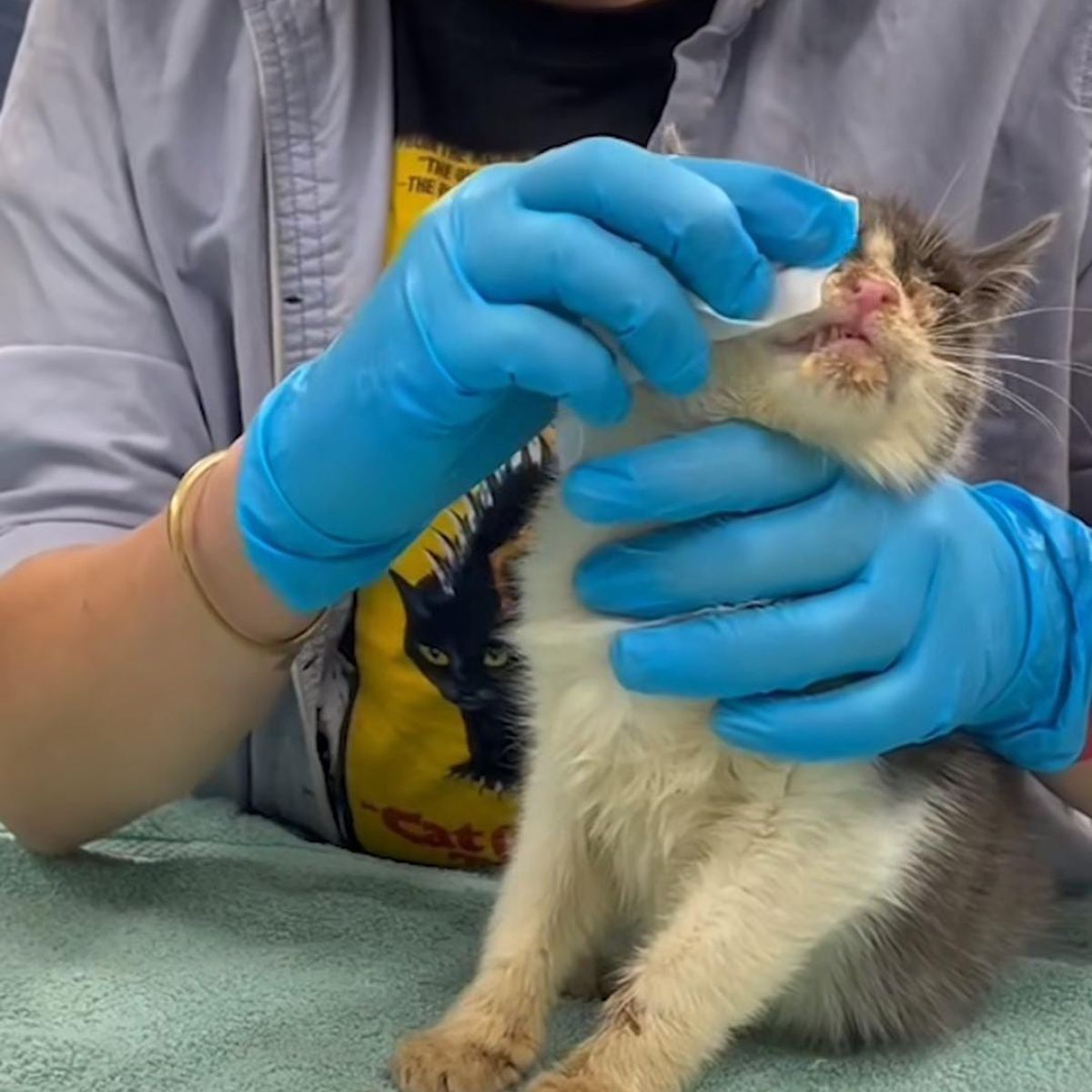 vet cleaning a cat