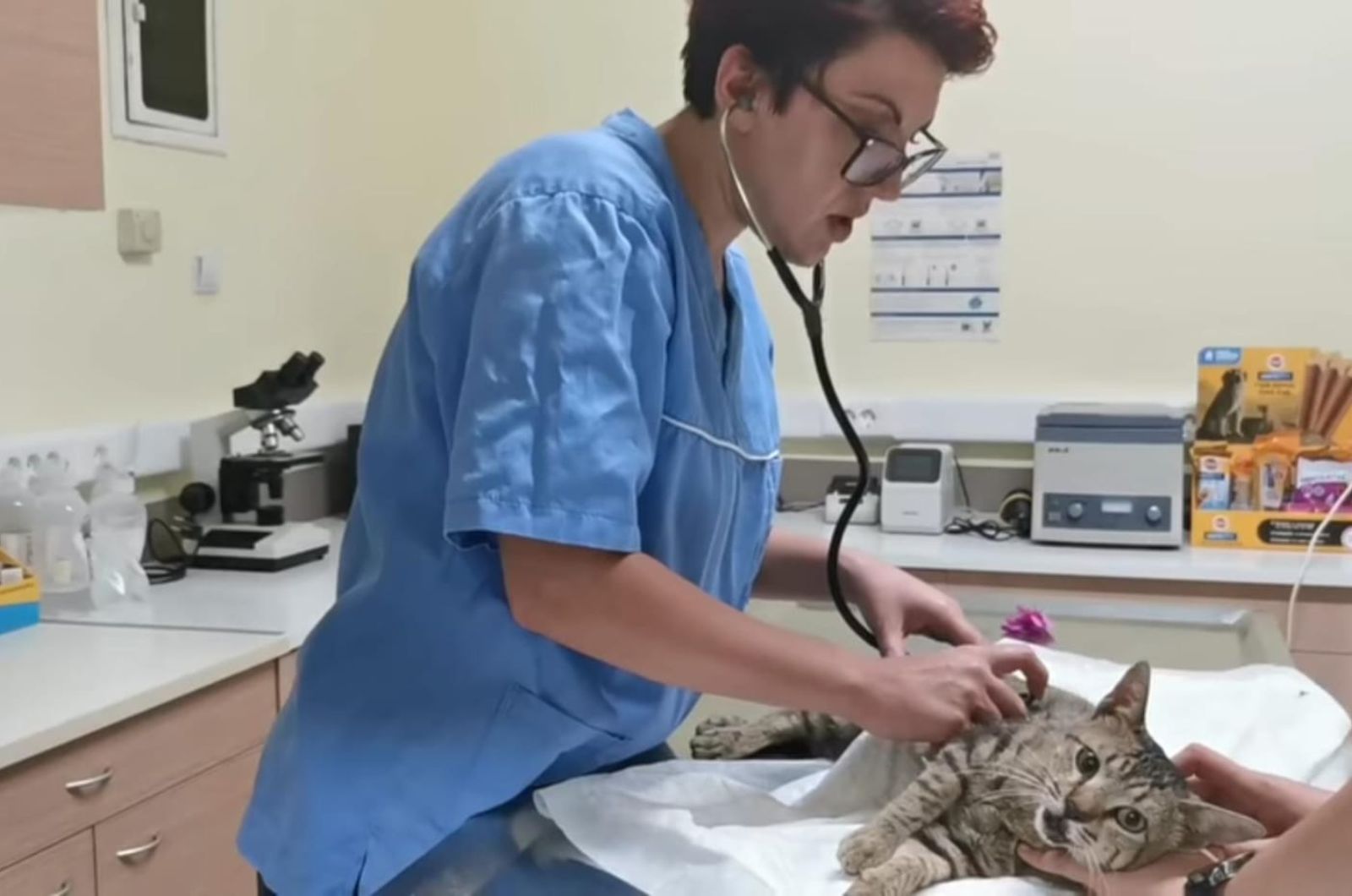 vet examining the cat