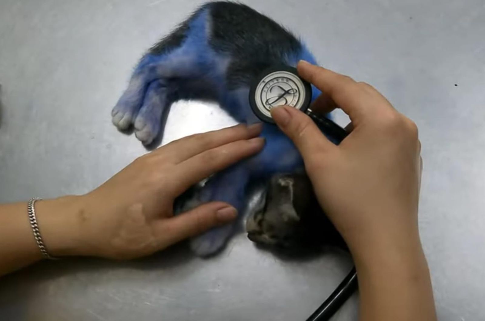 vet examining the kitten