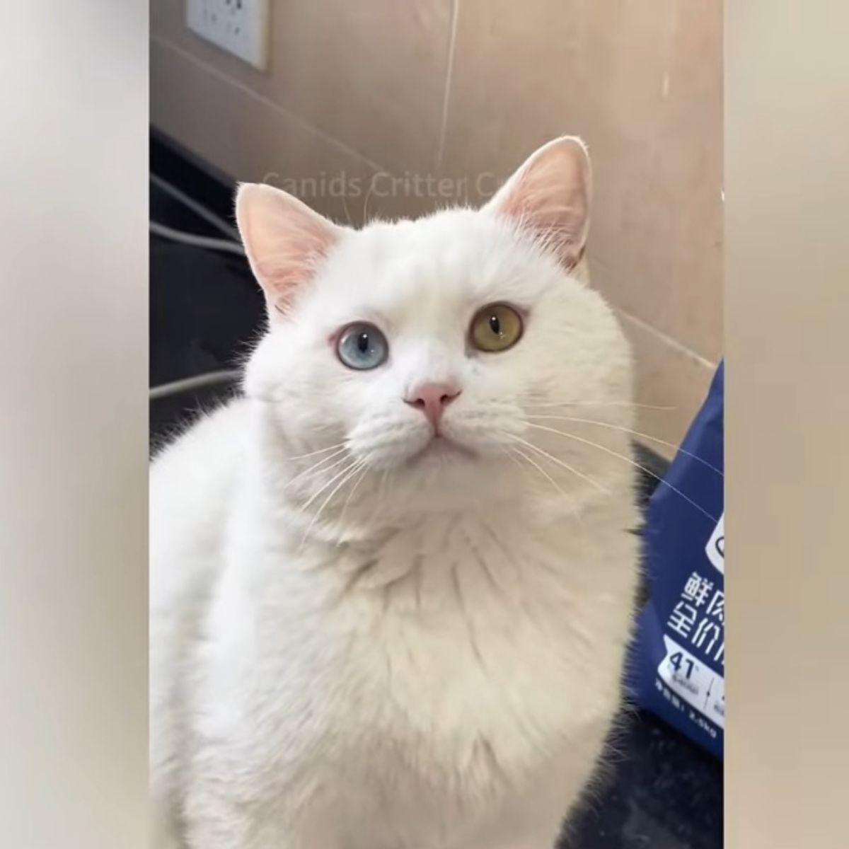 white cat looking up