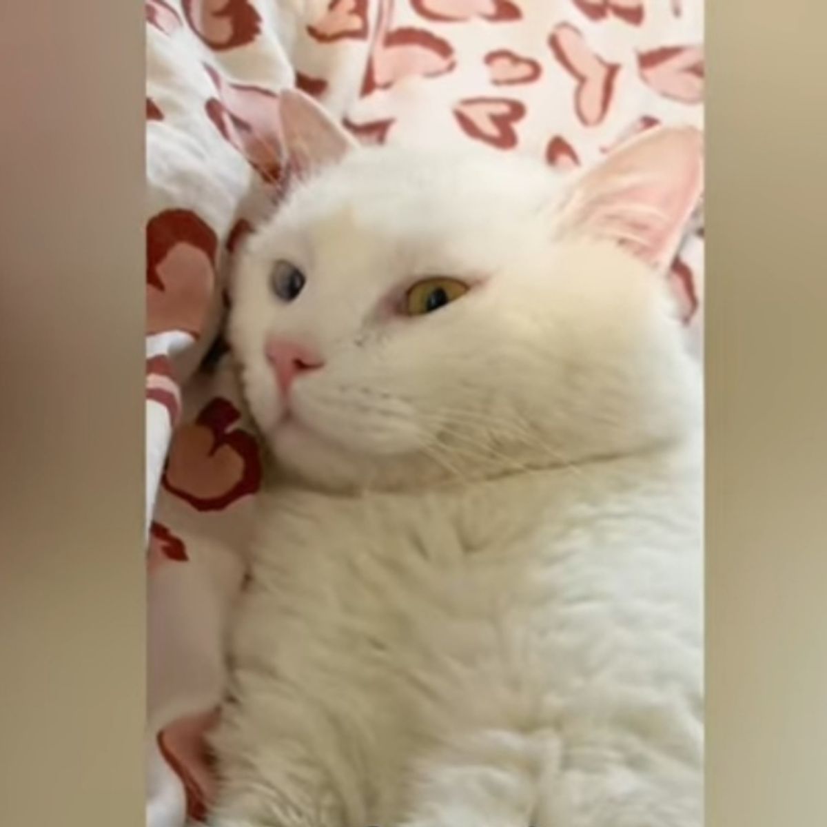 white cat on the bed