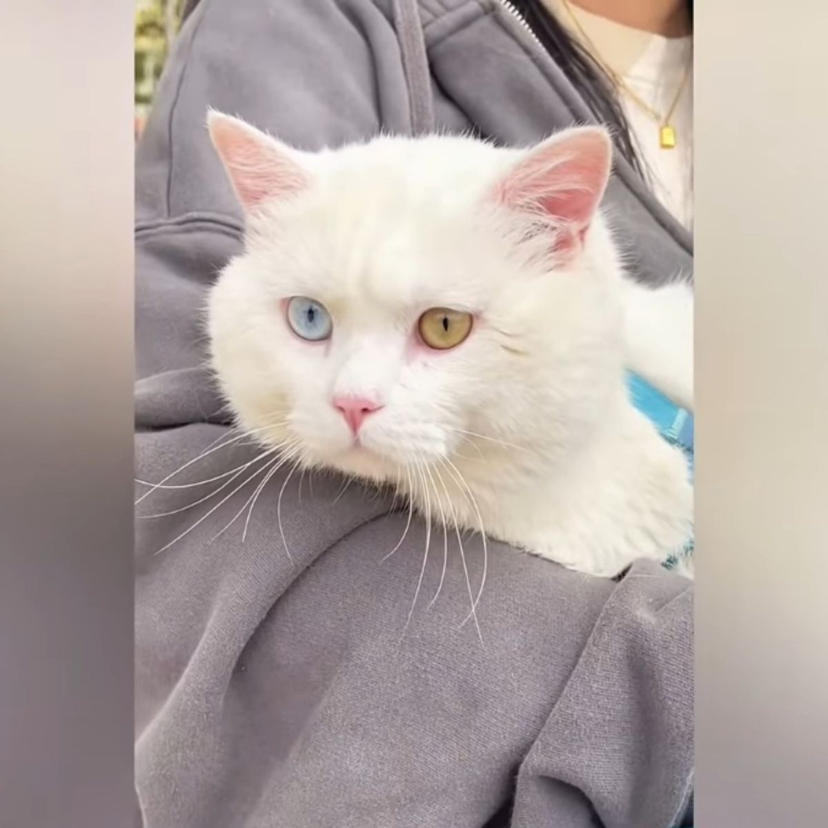 white cat with different color eyes