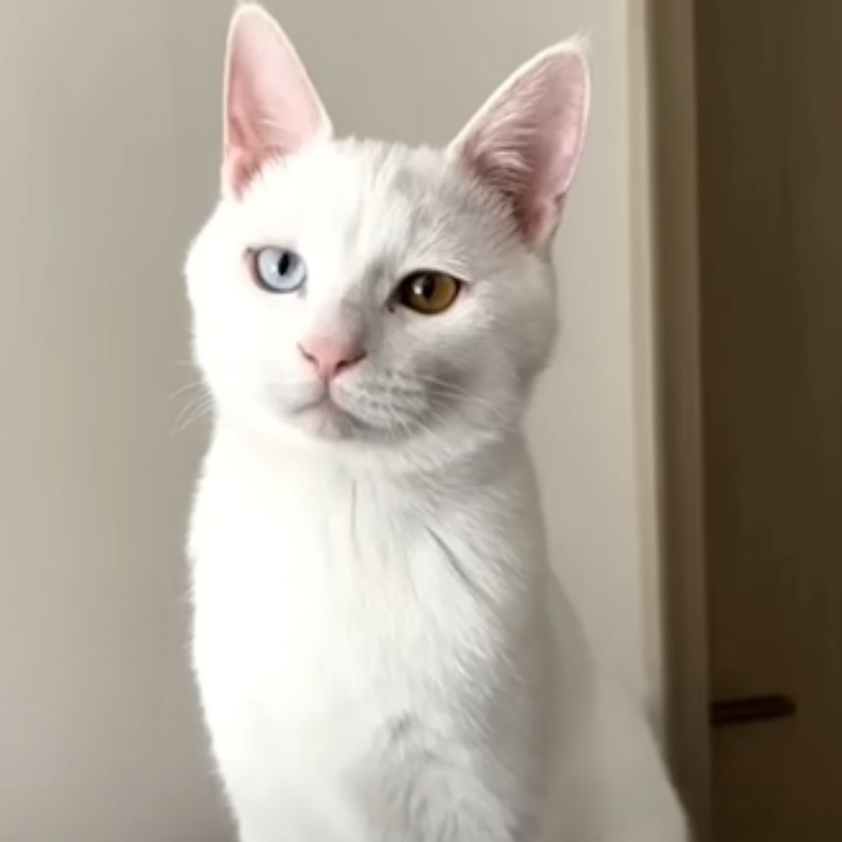 white cat