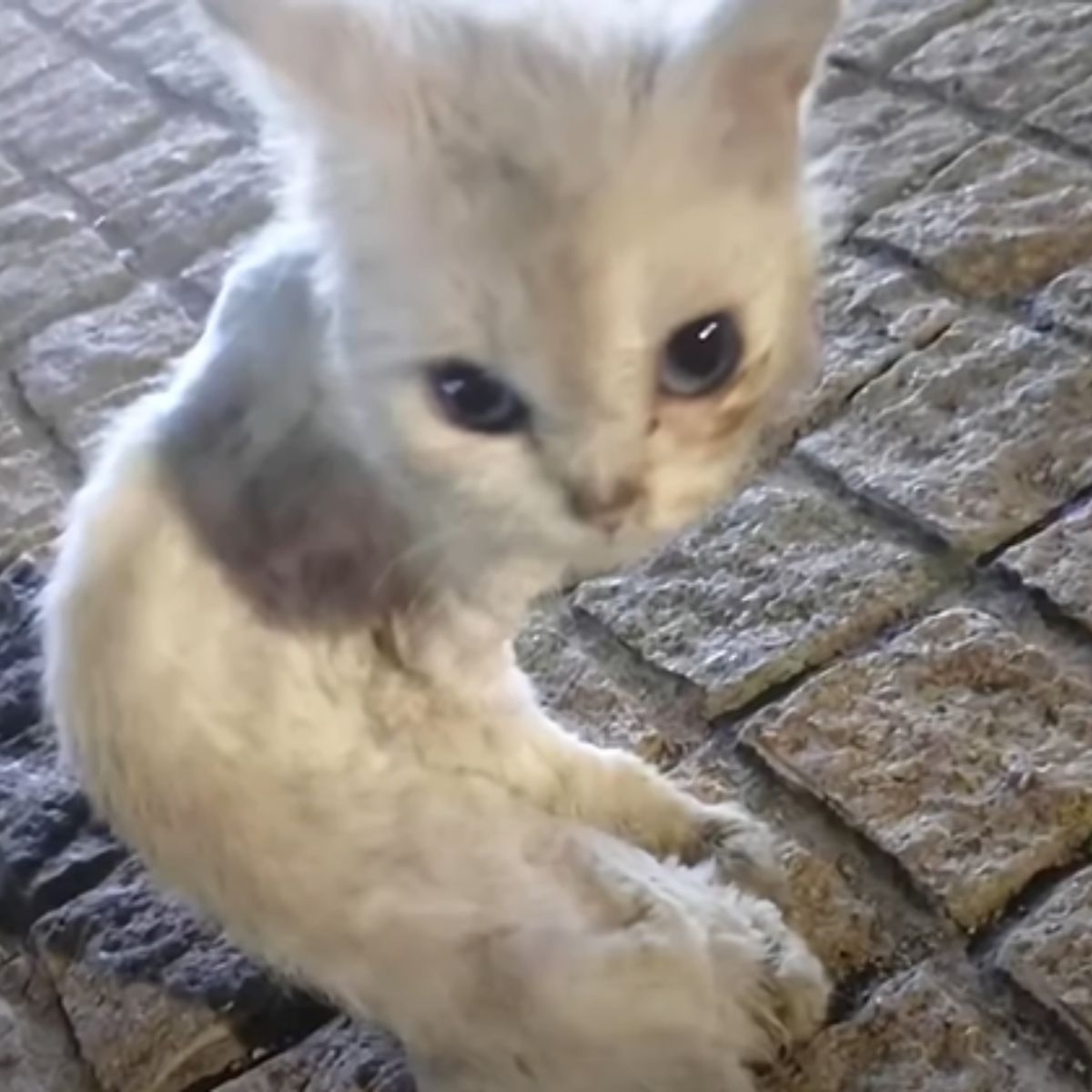 white kitten on a cobblestone