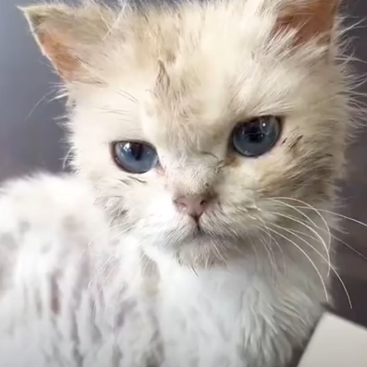 white kitten with blue eyes