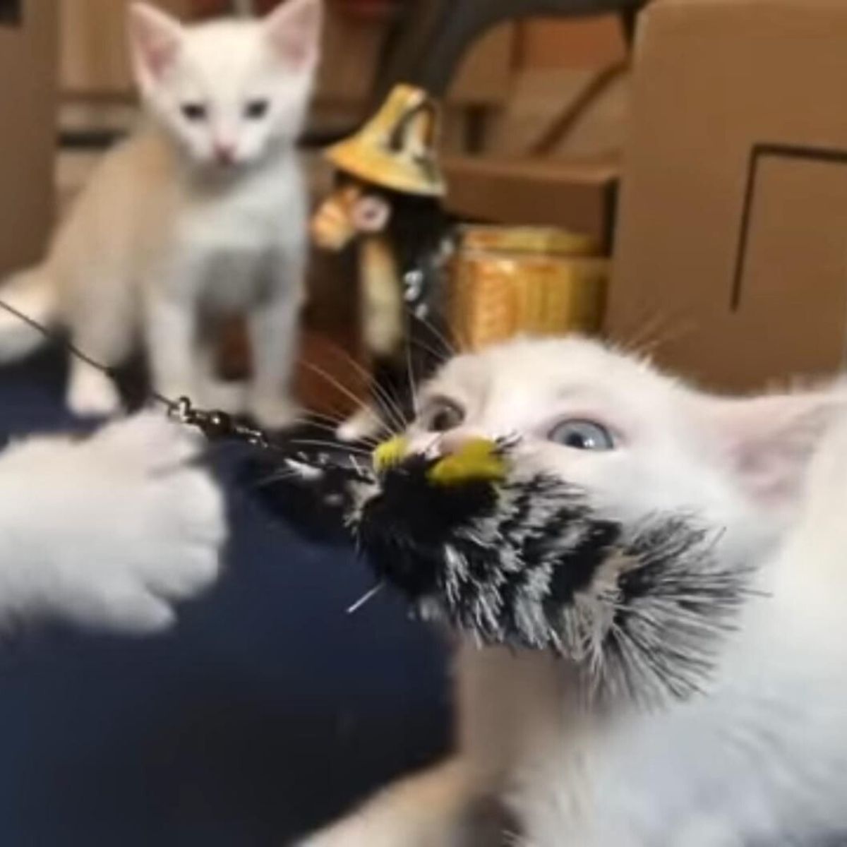white kittens playing