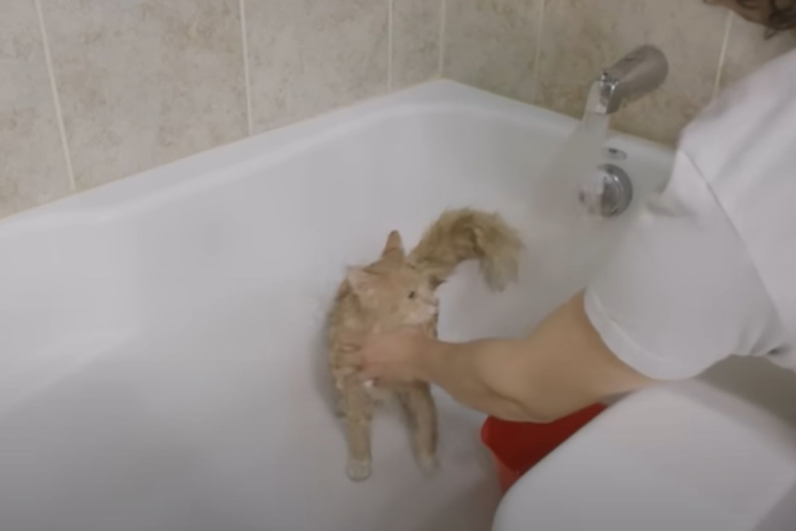 woman bathing a cat