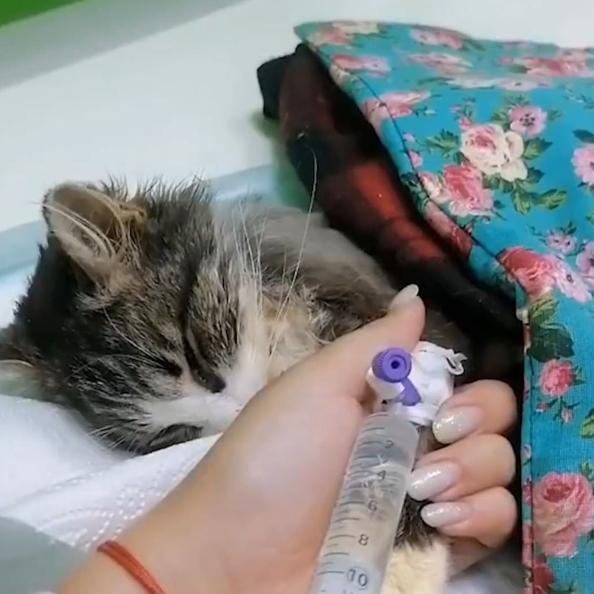 woman helping sick cat