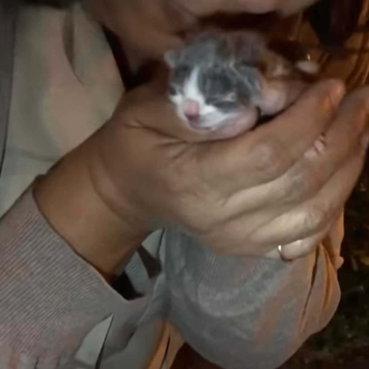 woman holding a newborn kitten
