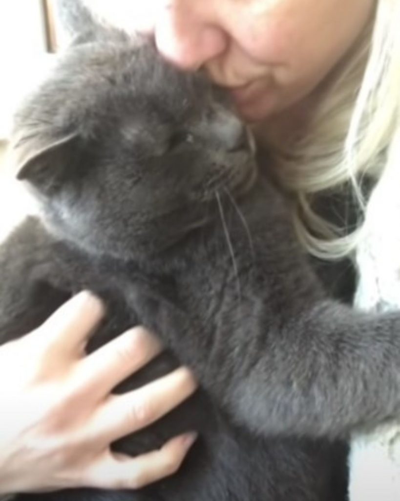 woman kissing gray cat