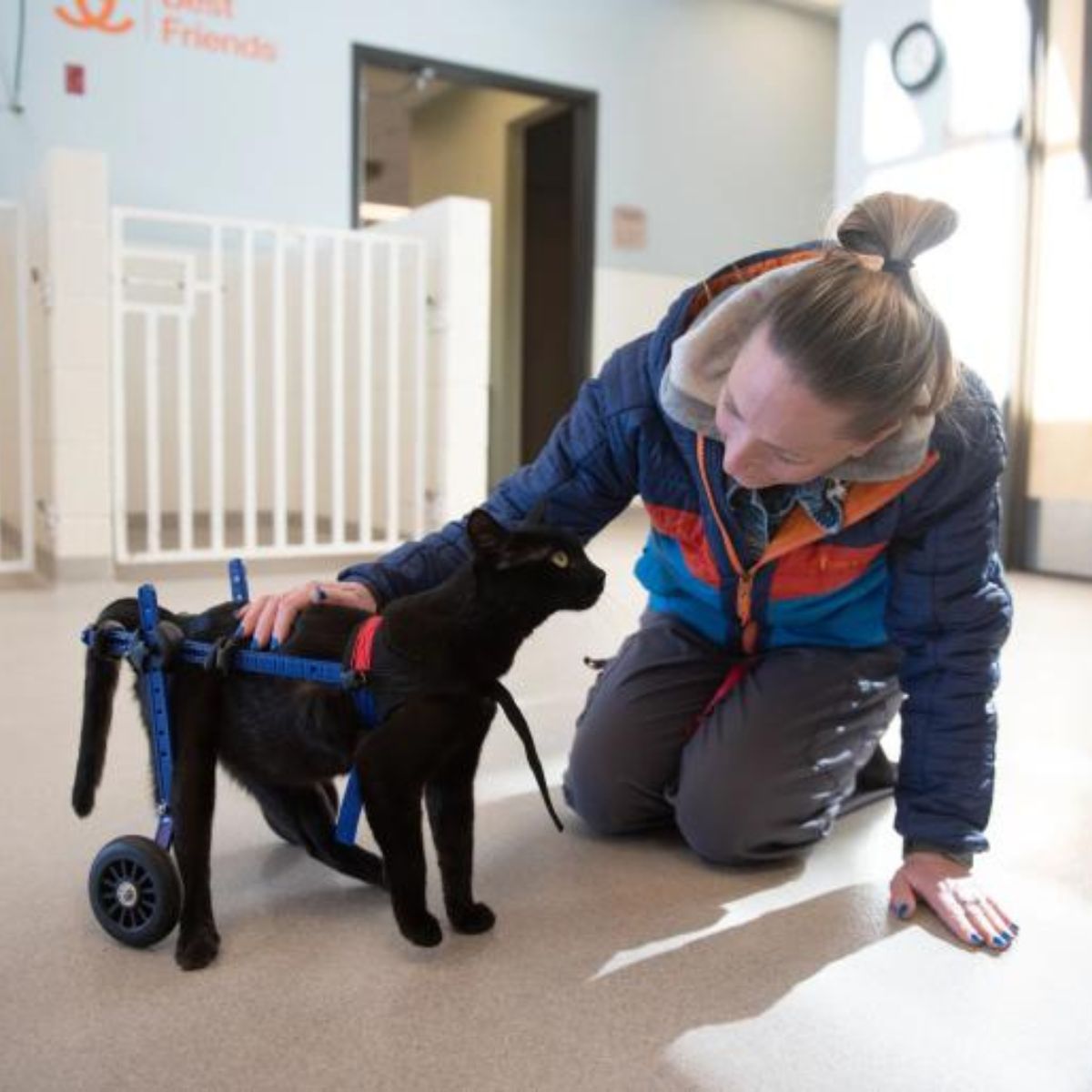 woman petting the paralyzed cat