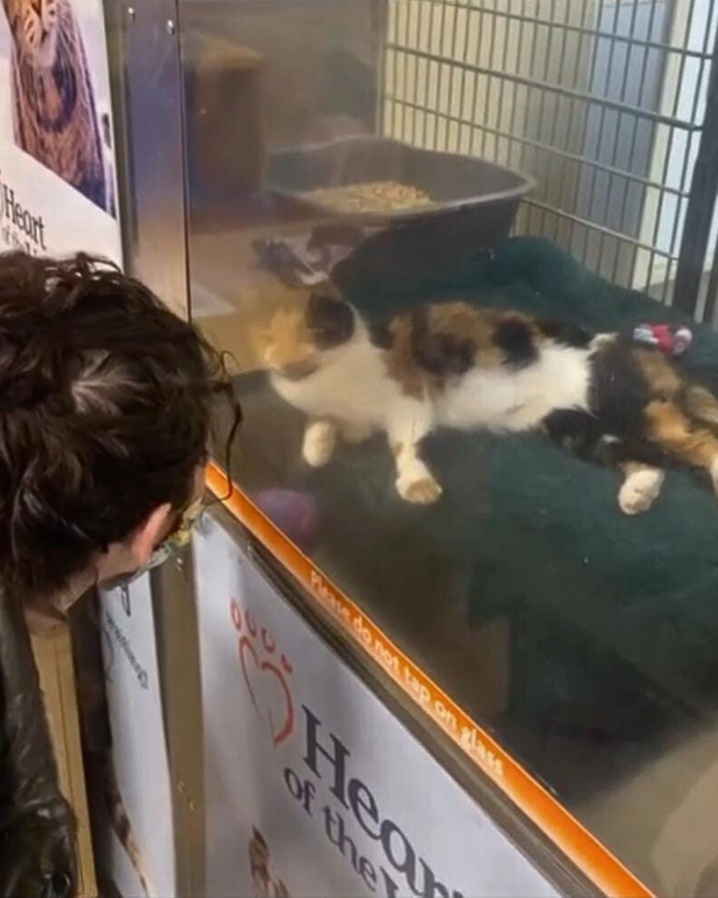 woman watching cat in shelter