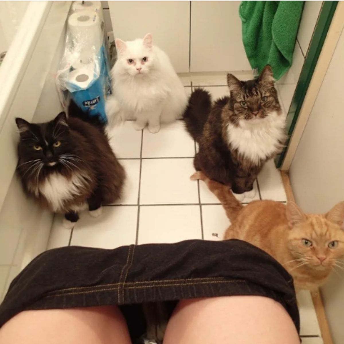 four cats in the bathroom
