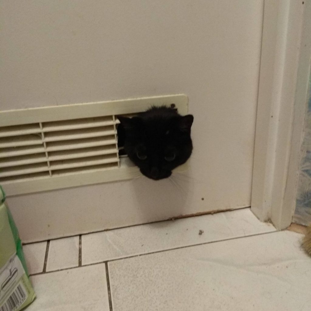 cat peeking through door ventilation