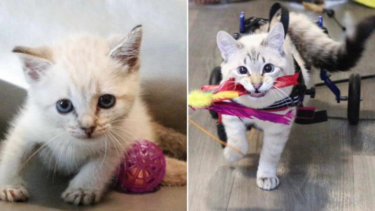 people rescued paralyzed kitten