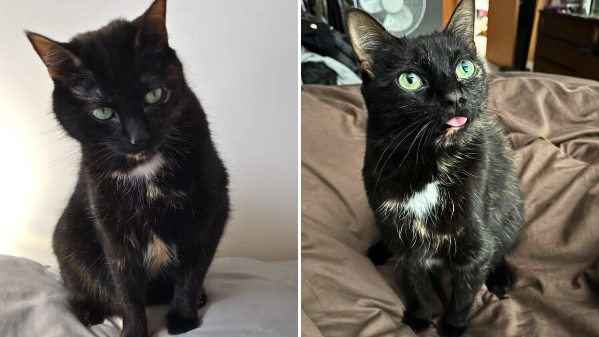 stressed cat healed by woman