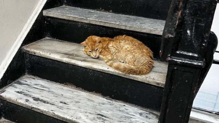 Abandoned Senior Cat Found On The Stairs Was Hungry And Frightened Until A Kind Neighbor Came In