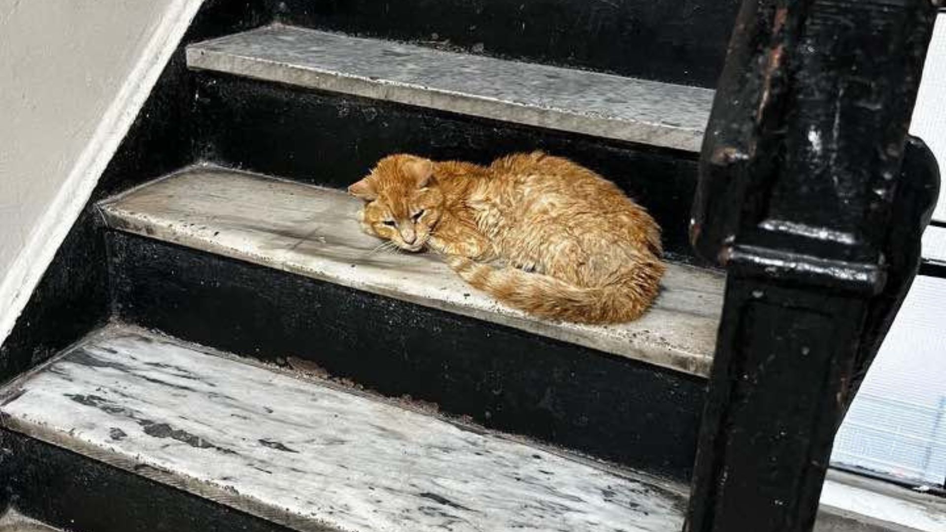 senior cat on the stairs