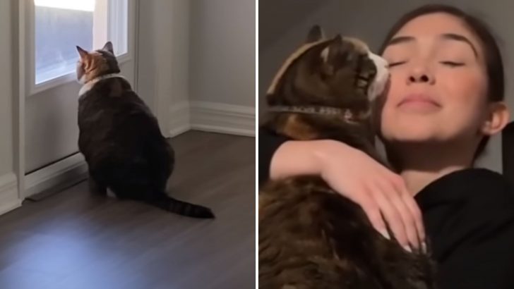 Abandoned Senior Cat Gets A Second Chance And Reveals The Most Touching Personality