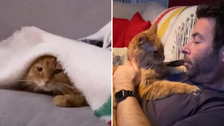 Adopted Senior Cat Can’t Get Enough Of His New Dad Making His Mom Super Jealous