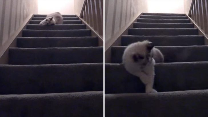 Adorable Ragdoll Kitty Has The Cutest Way Of Entertaining Her Humans And It Involves Stairs
