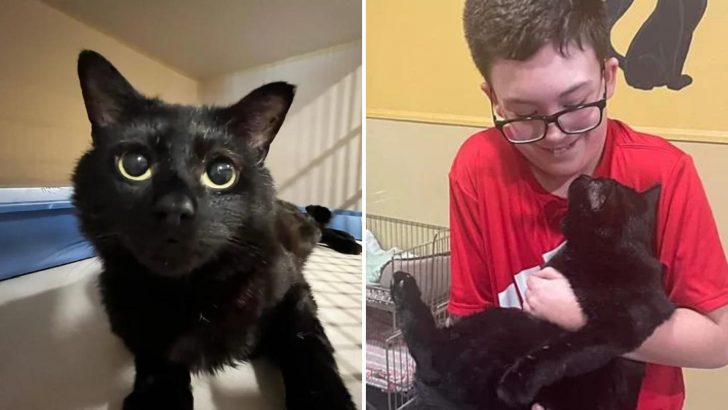 After 341 Days At The Shelter, Cat Puts On His Most Pleading Look And Secures Himself A Home