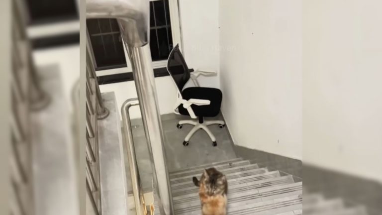 stray cat climbing on the stairs