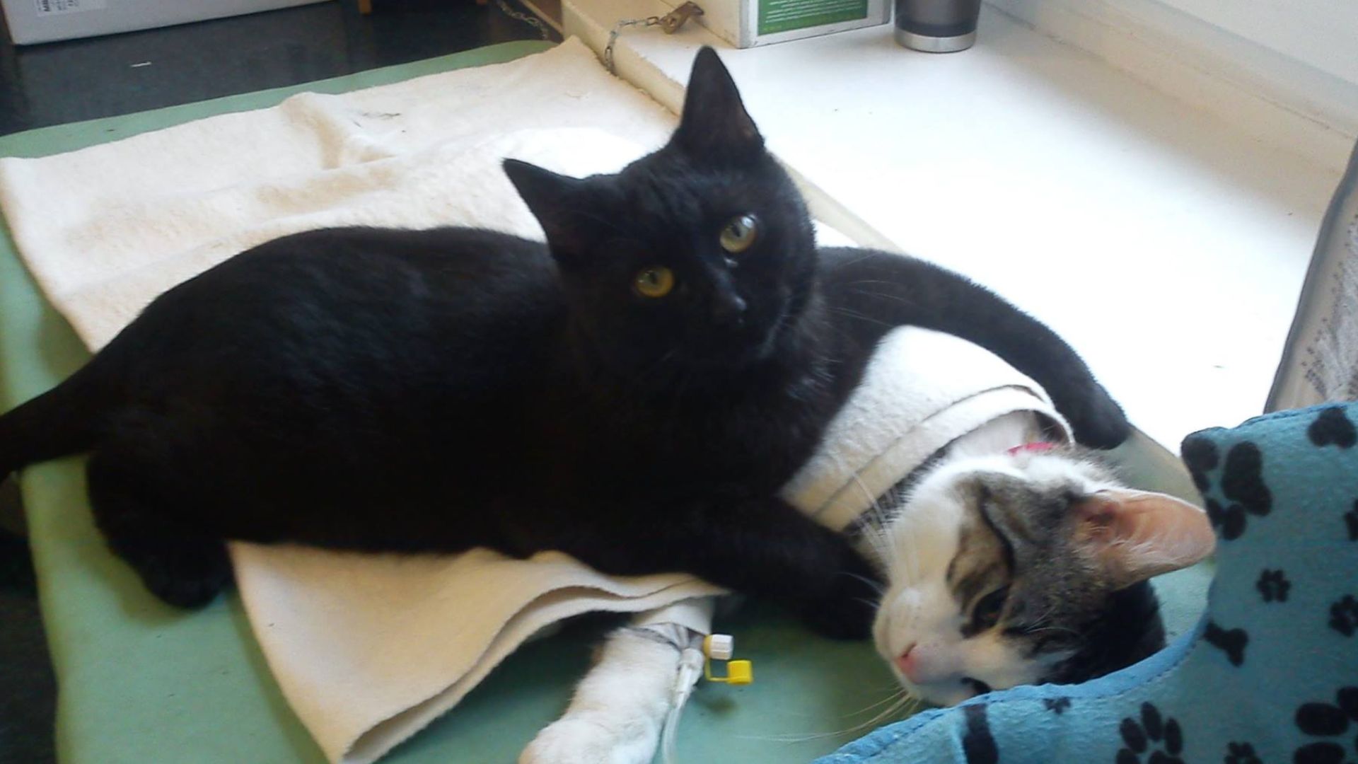 cat lying next to a sick cat