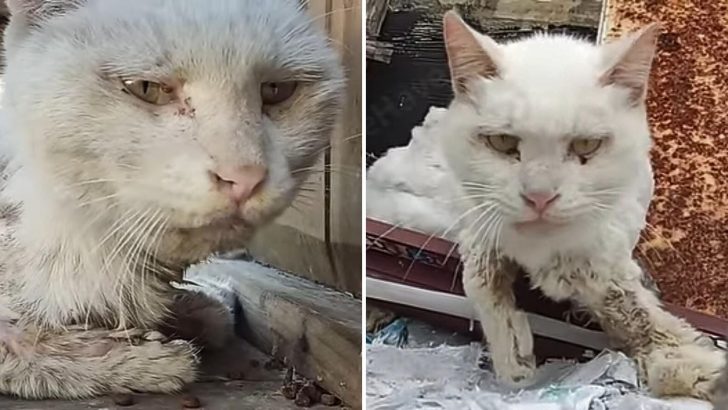 An Injured Cat With Broken Front Paws Withers On The Street, Waiting For A Kind Soul To Save Her