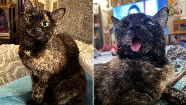 Arkansas Woman Rescues A Shy Cat With A Wonky Jaw Who Transforms Into The Most Talkative Kitty