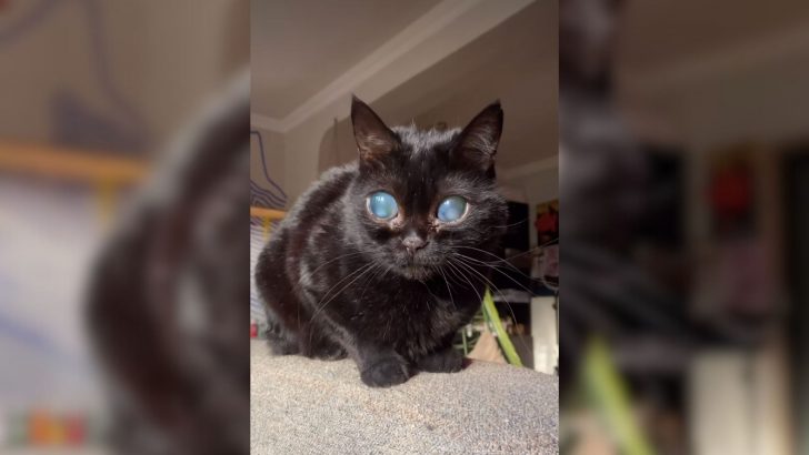 Blind Cat With A Rare Eye Condition Saved From Euthanasia At The Last Minute