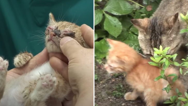 Blind Kitten Finds Forever Home And Reunites With His Mother After Being Separated For Months