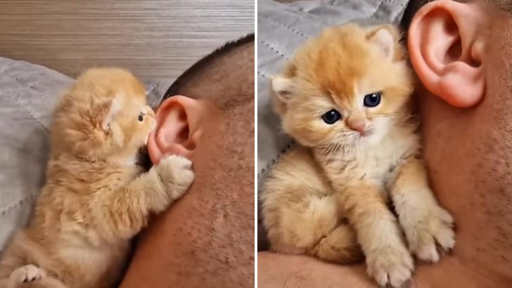 British Shorthair Kitten Loves To Nibble On Dad’s Ear And It’s The Cutest Thing You’ll See Today