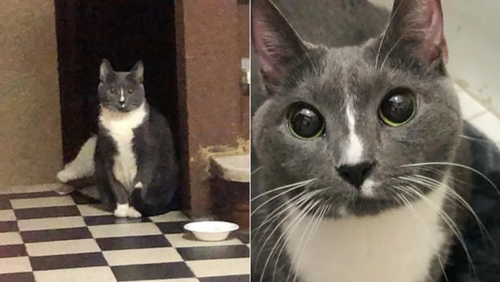 Cat Abandoned In A Building Spent Days Waiting For Her Owner But No One Came To Claim Her