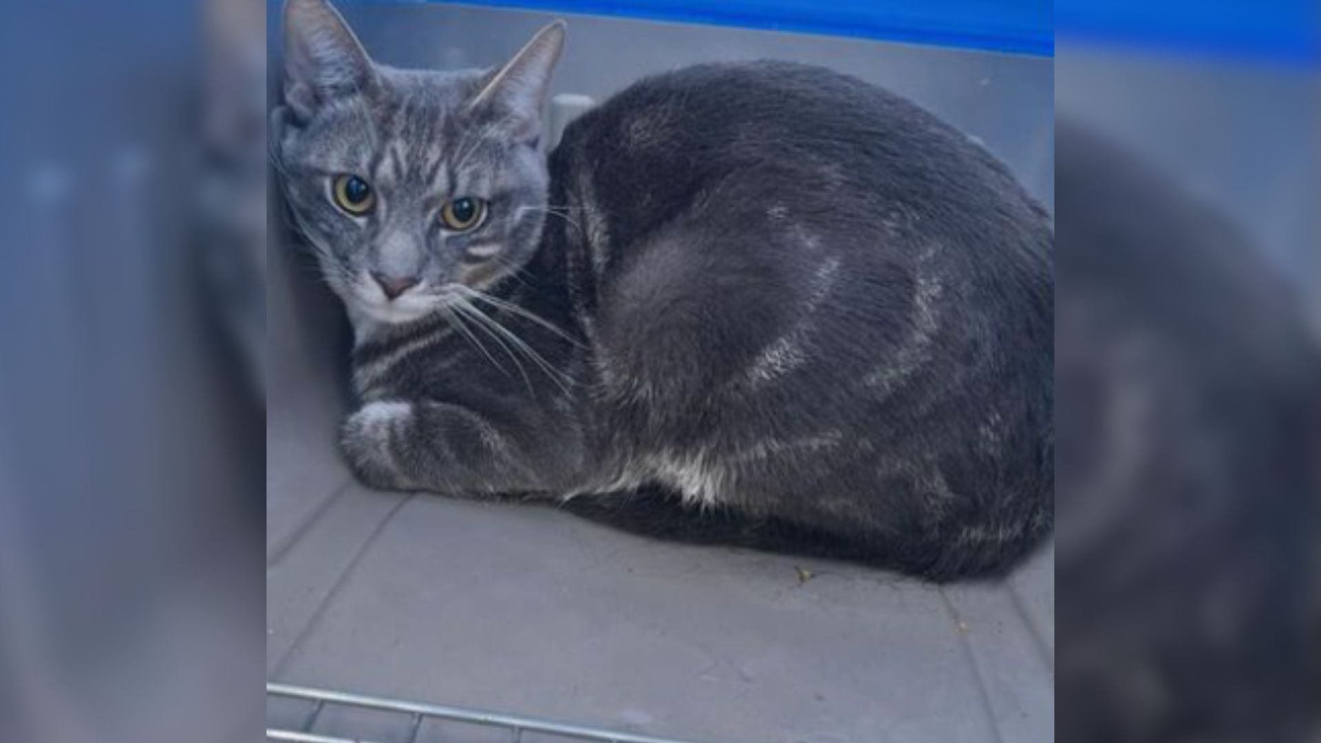 abandoned cat in a box