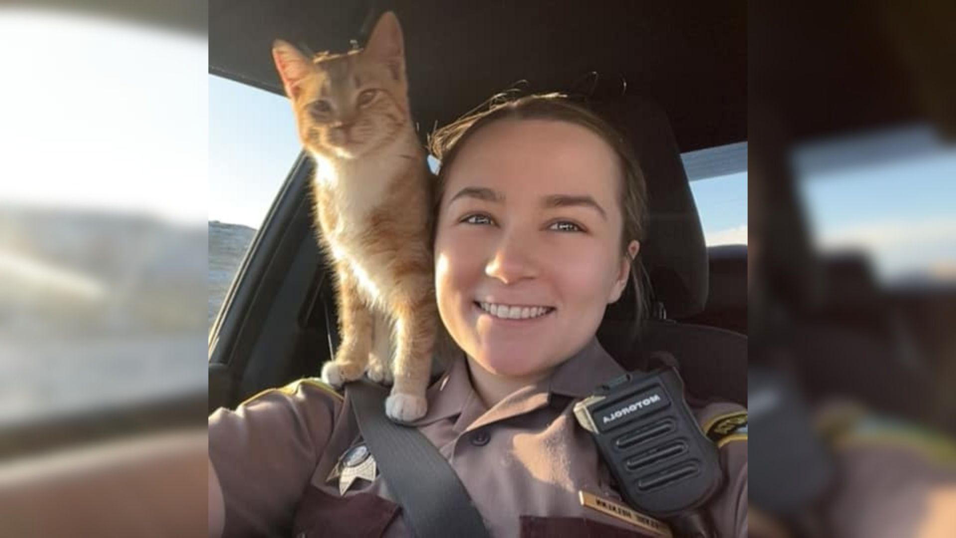 Cat Decides To Join A Police Officer In Her Traffic Stop Making It The 