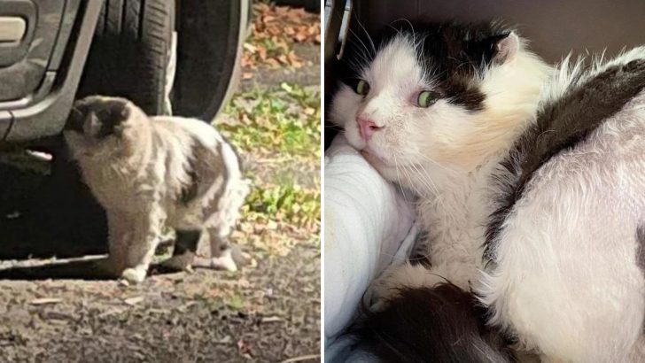 Cat Finally Steps Indoors After Many Years Of Living On The Street