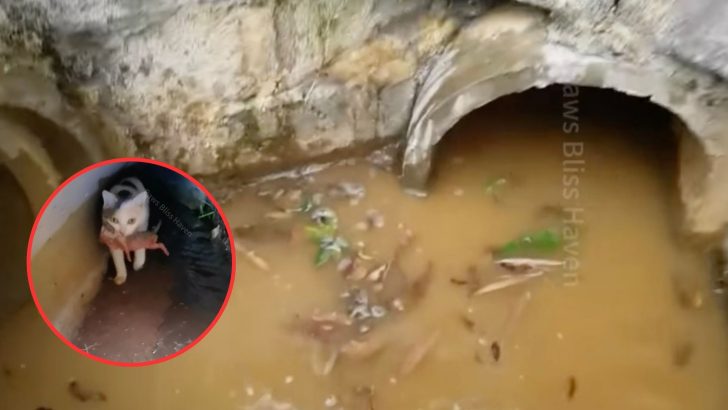 Cat Mom Heroically Saves Her Newborn Kittens From A Flooded Drainpipe