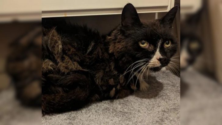 Cat Reunites With Her Owner After A Whopping Eleven Years Apart