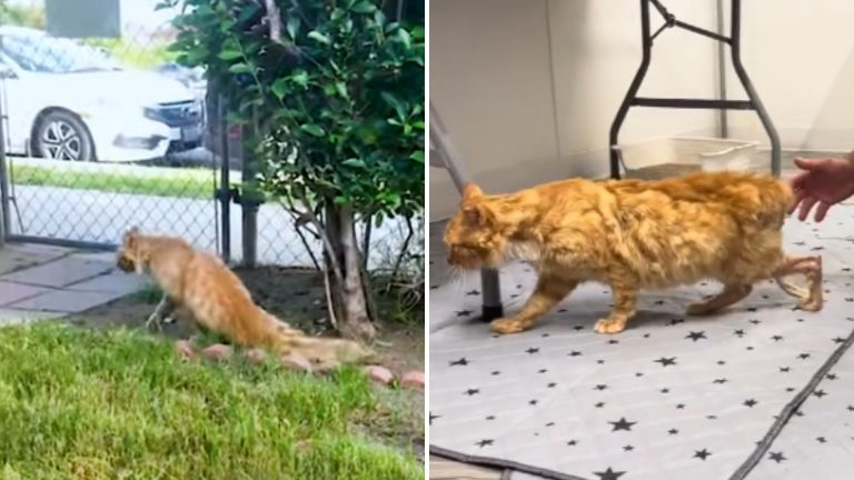 paralyzed cat found by man